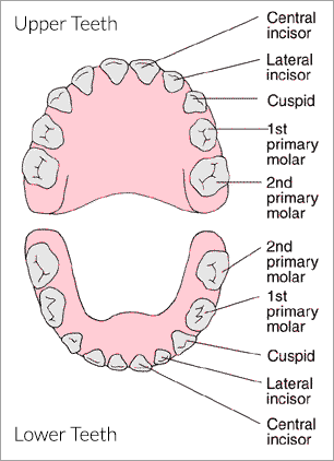 Pediatric Dentistry Baby Tooth Chart